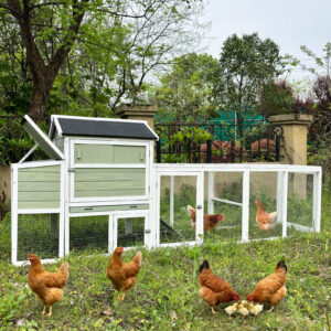 Outdoor Wooden Chicken Coop with Run and Nesting Box